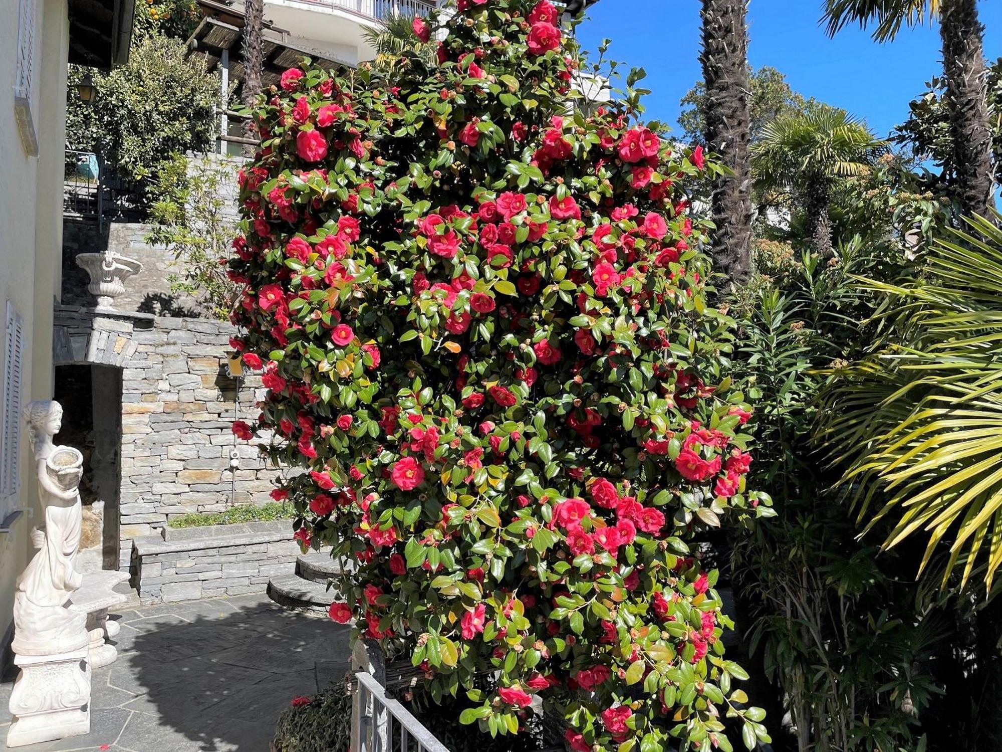 Villa Dora Attika Locarno Exterior foto